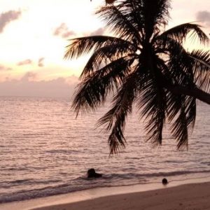 maldives island palmtree