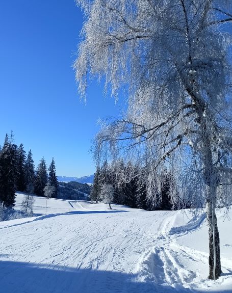 winter tree