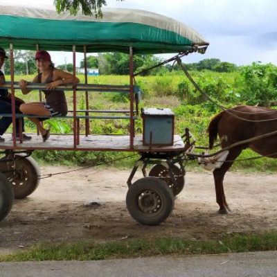 horse carriage